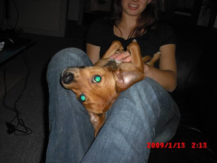 Blanding af racer BM Sofus  billede 8