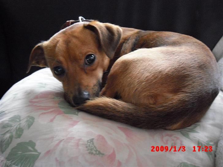 Blanding af racer BM Sofus  billede 9