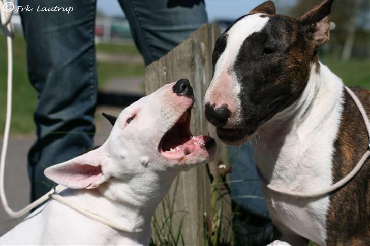 Bullterrier Bertha - Foto: Natasja Lautrup billede 16