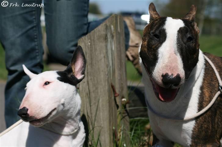 Bullterrier Bertha - Foto: Natasja Lautrup billede 17