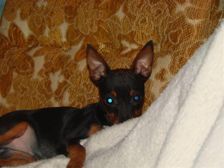 Dvaergpinscher Chung  billede 2