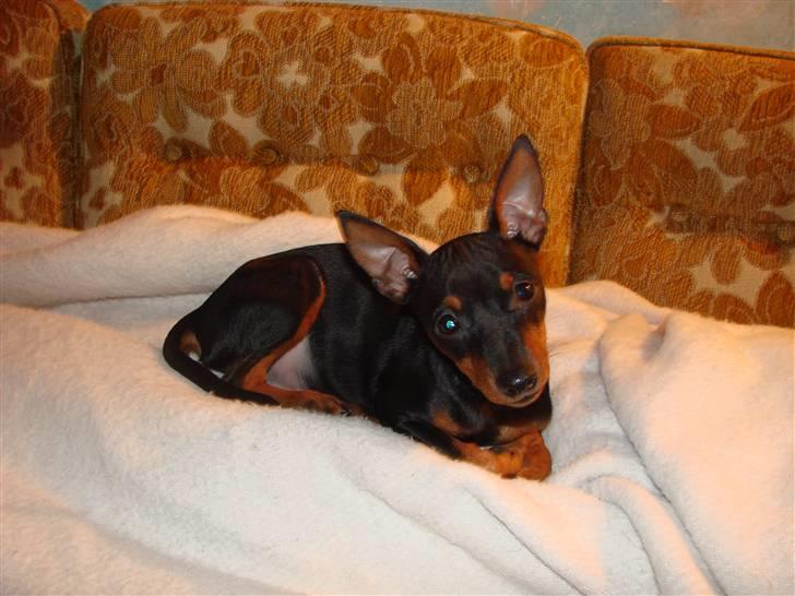 Dvaergpinscher Chung  billede 3