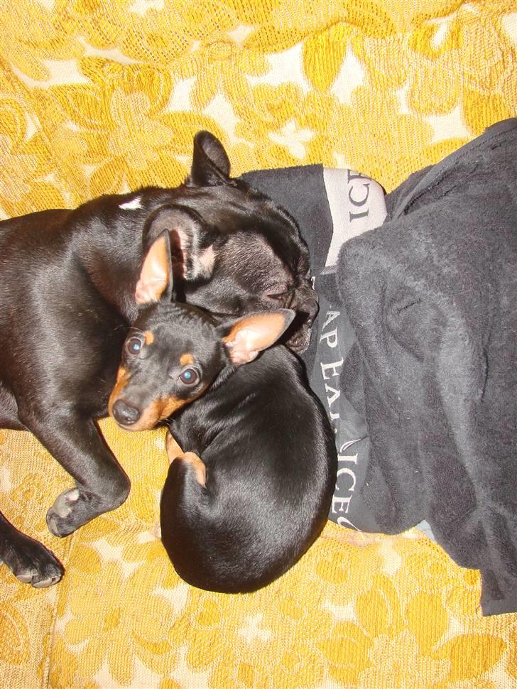 Dvaergpinscher Chung  billede 4