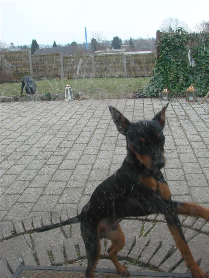 Dvaergpinscher Chung  billede 5