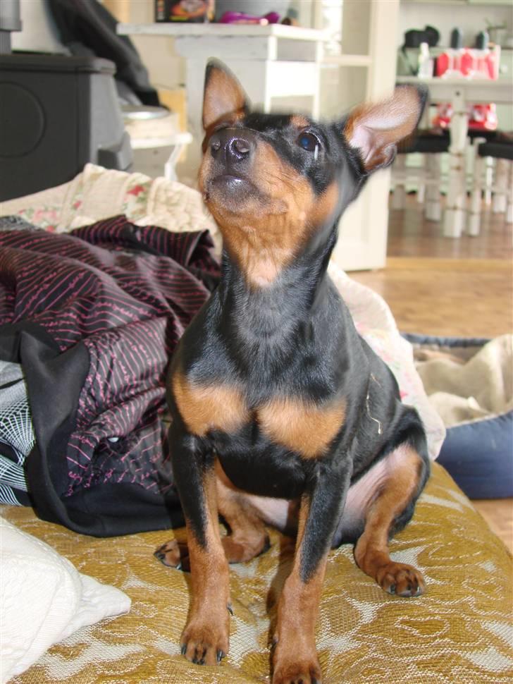 Dvaergpinscher Chung  billede 6