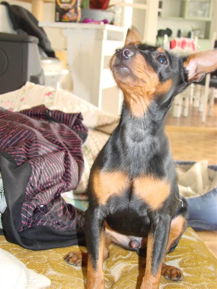 Dvaergpinscher Chung  billede 7