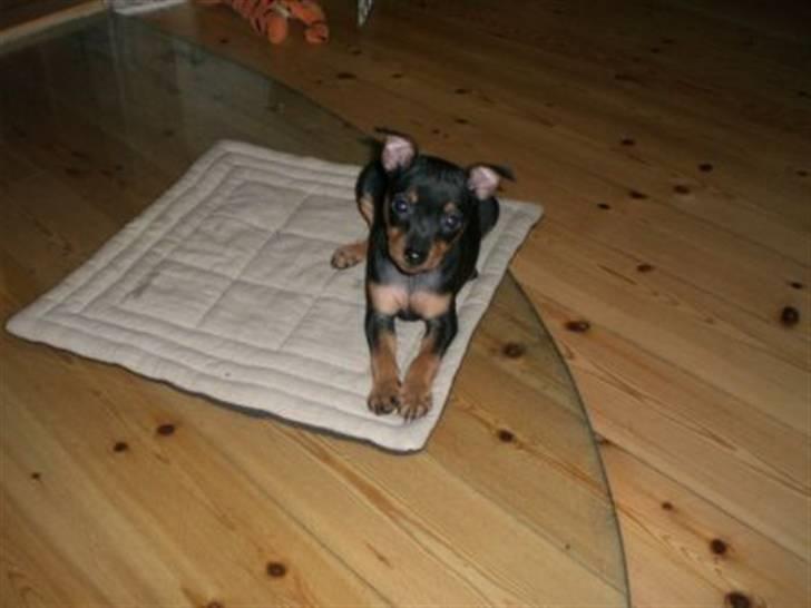 Dvaergpinscher Chung  billede 8