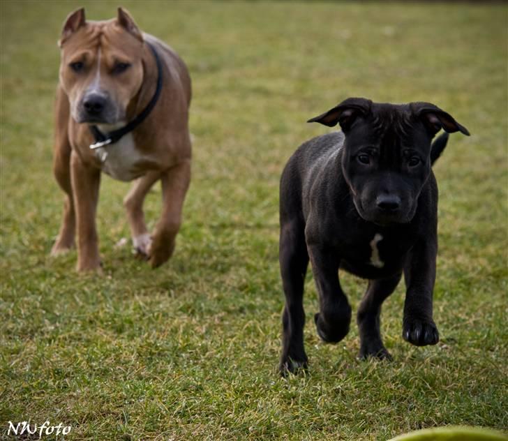 Staffordshire bull terrier Eddie billede 5