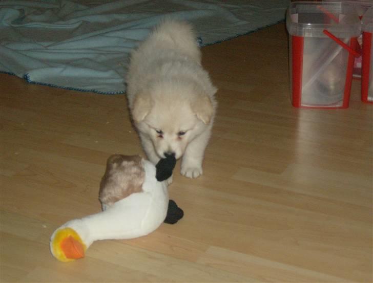 Samojedhund Mickey billede 11