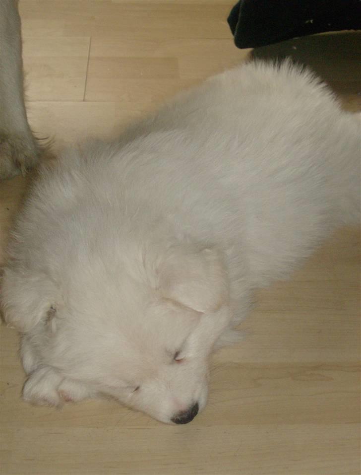 Samojedhund Mickey billede 12