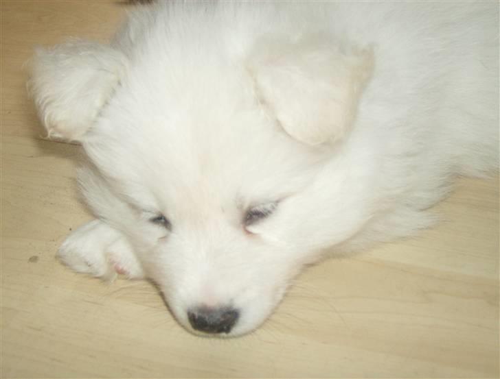 Samojedhund Mickey billede 13