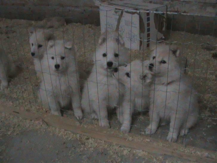 Samojedhund Mickey - mickey helt til venstre billede 14