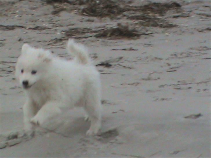 Samojedhund Mickey - jaaaa det sjovt at være ved stranden billede 15