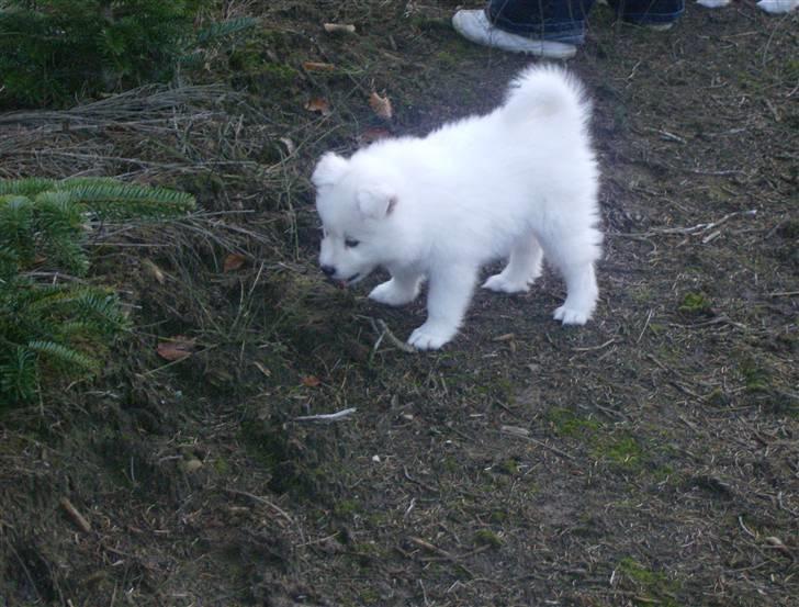 Samojedhund Mickey billede 16