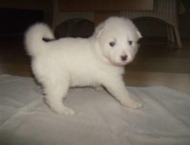 Samojedhund Mickey - her er jeg ikk ret gammel billede 17