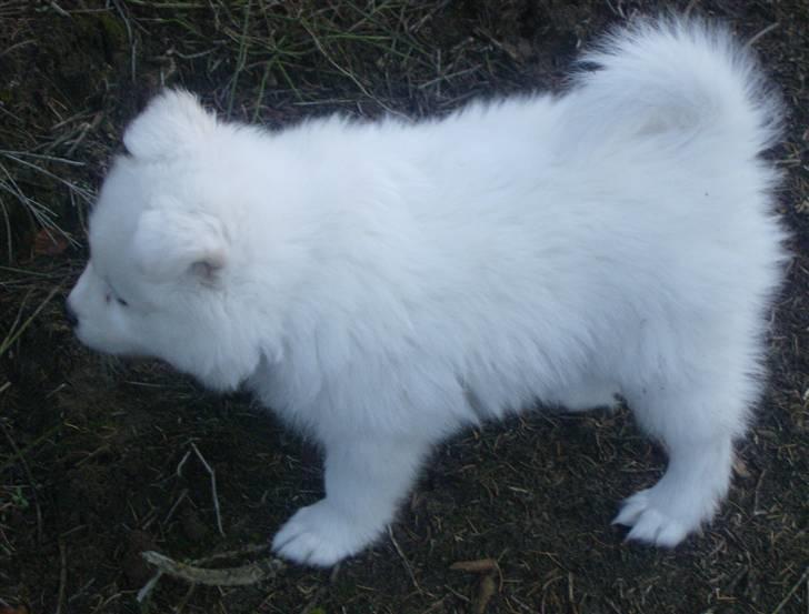 Samojedhund Mickey billede 18