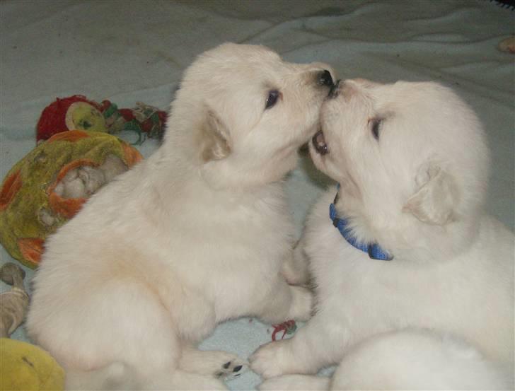 Samojedhund Mickey billede 19