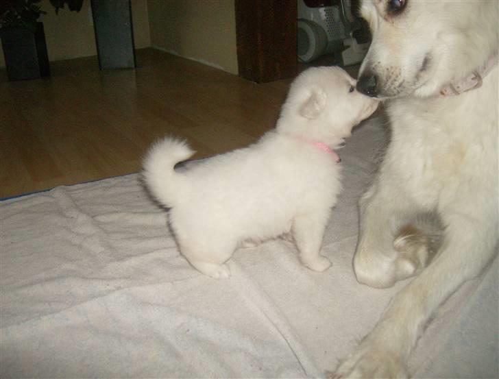 Samojedhund Mickey billede 20