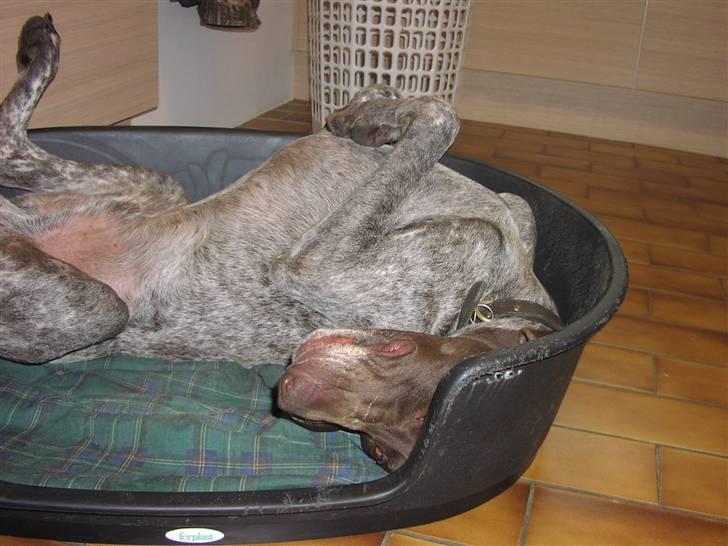 Korthåret hønsehund Hunter (': billede 14