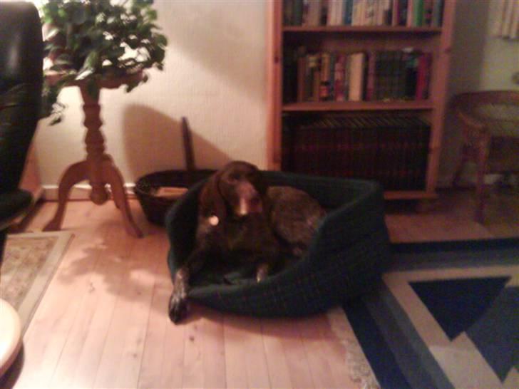 Korthåret hønsehund Hunter (': billede 15