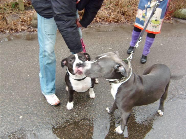Blanding af racer Paplo - paplo og hans mor sally D. 3/3-09 billede 15
