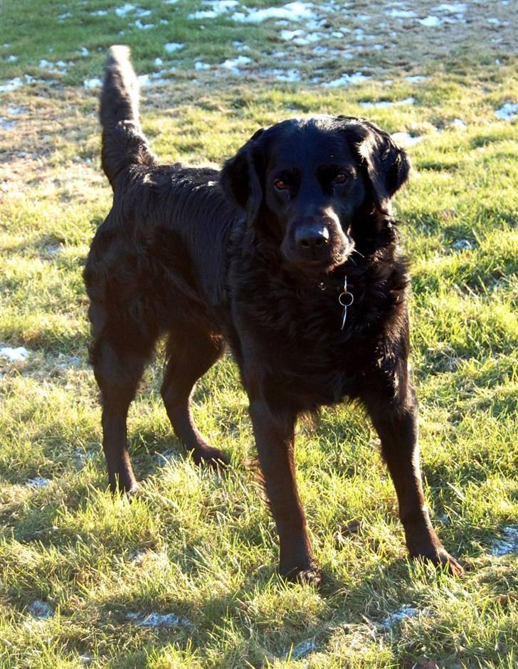 Labrador retriever ' Gizmo - Velkommen til Gizmo´s profil billede 1