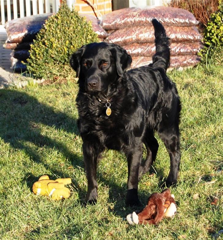 Labrador retriever ' Gizmo billede 2