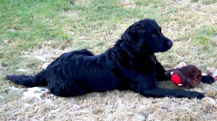 Labrador retriever ' Gizmo billede 3