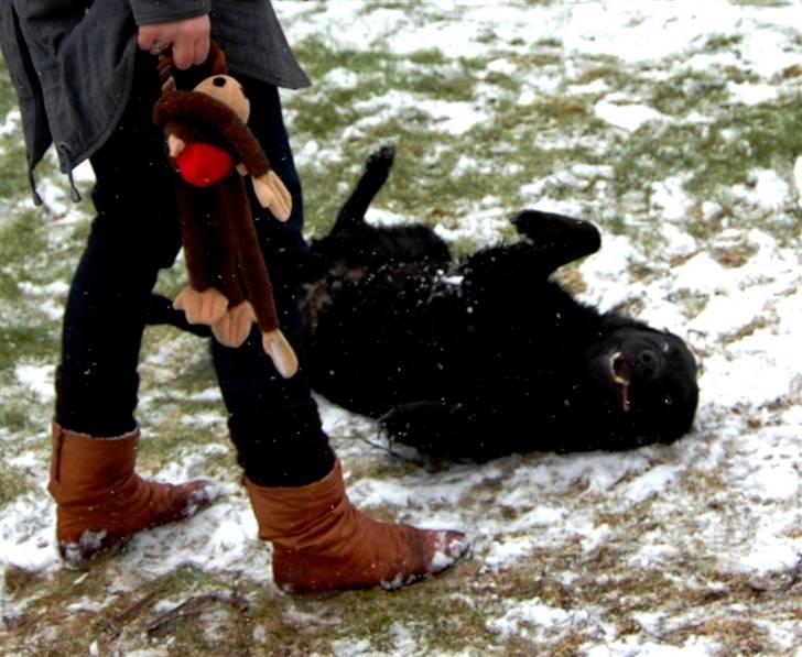Labrador retriever ' Gizmo - Min søster som er ved at lære Gizmo at spille død (; billede 4