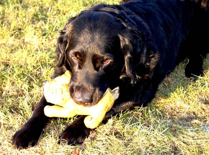 Labrador retriever ' Gizmo - Det er min Bulldog (: billede 5