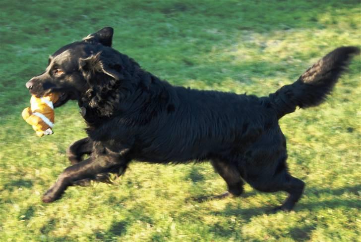 Labrador retriever ' Gizmo billede 6