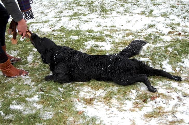 Labrador retriever ' Gizmo - Gizmo som ikke lige kunne holde sig på benene mere (; billede 7