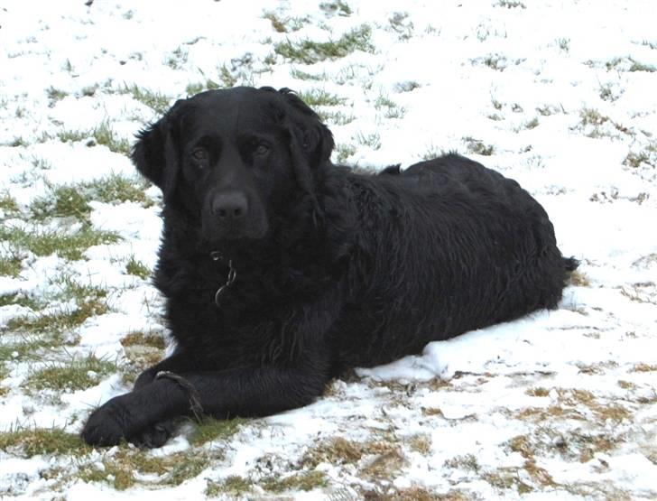 Labrador retriever ' Gizmo billede 8