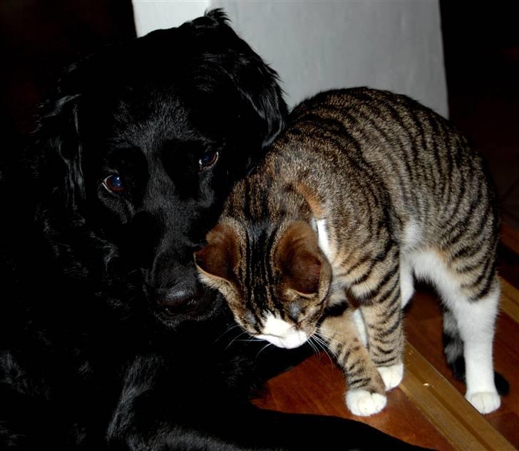 Labrador retriever ' Gizmo - Frida nusser med Gizmo billede 9