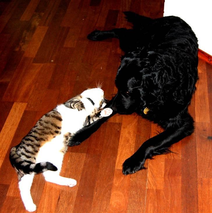 Labrador retriever ' Gizmo - Frida og Gizmo billede 10