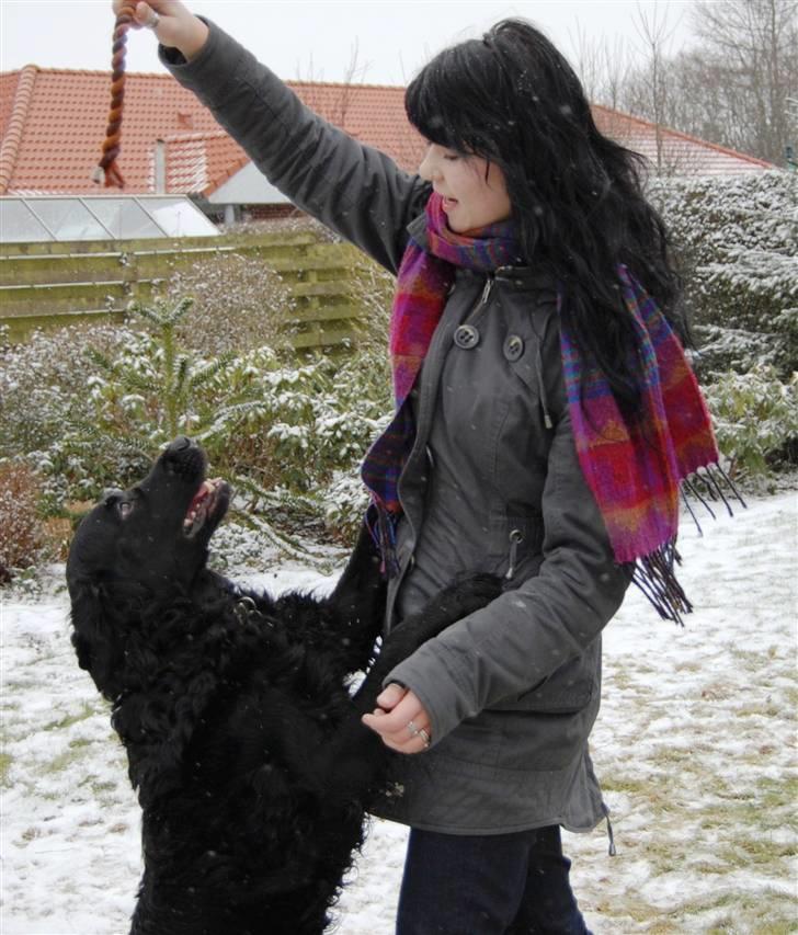 Labrador retriever ' Gizmo - Sara ( Min søster ) Leger med Gizmo billede 11