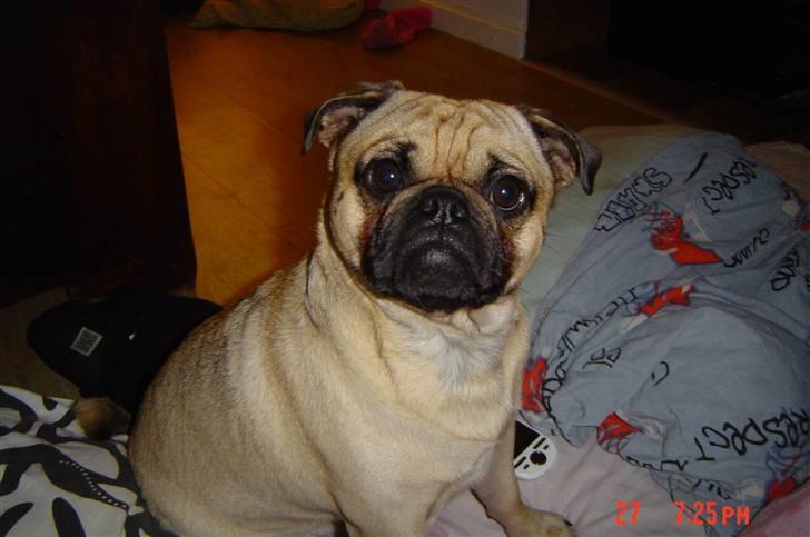 Blanding af racer Malthe - Her er jeg... Smukke Malthe ;-) billede 1