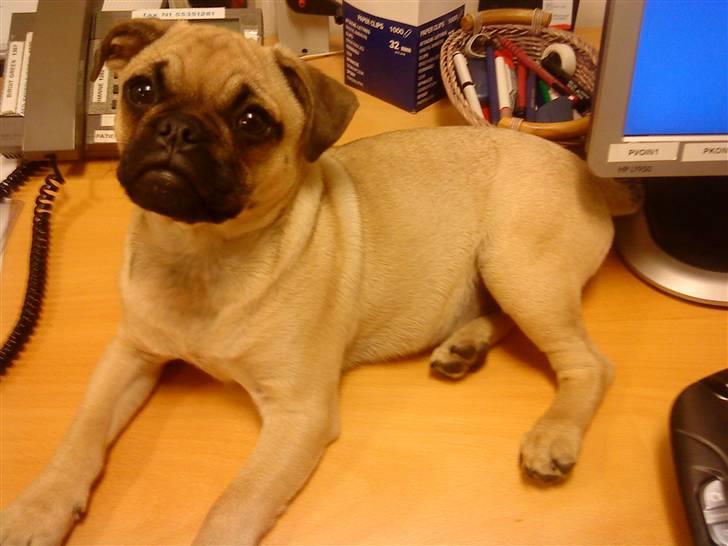 Blanding af racer Malthe - Med mor på job.. billede 2