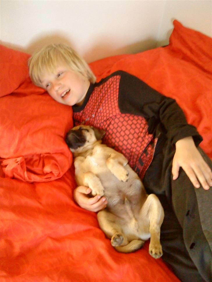 Blanding af racer Malthe - mmm... putte med storebror... billede 3