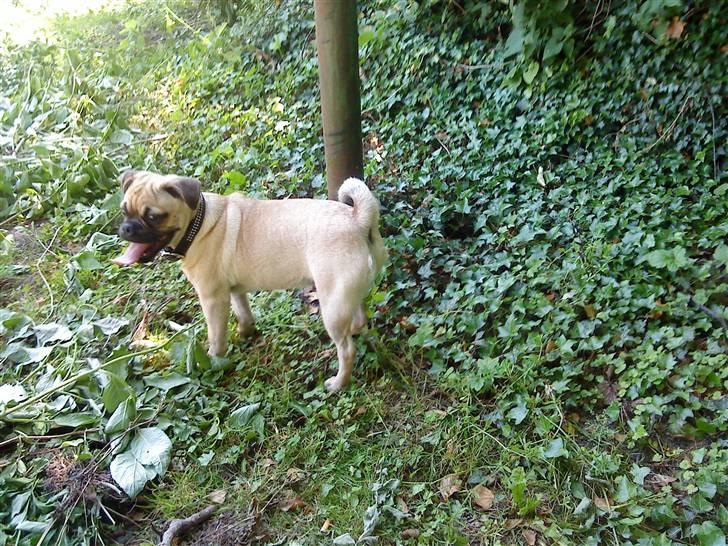 Blanding af racer Malthe billede 5