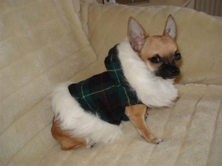 Chihuahua Mini - Min mor har lige købt mig en ny frakke, den er dejlig varm. billede 6