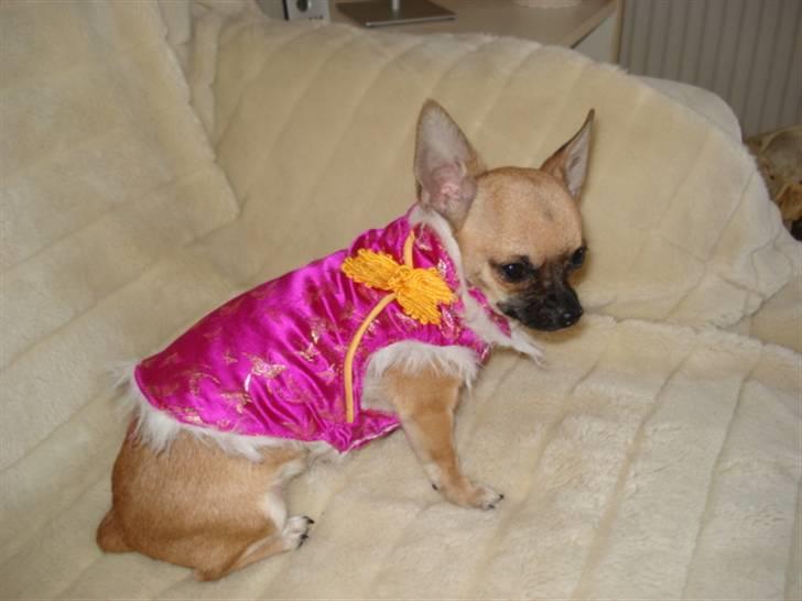 Chihuahua Mini - Jeg er fotomodel for en dame, der sælger noget rigtigt flot tøj til mæsten alle størrelser hunde, til meget små penge. billede 7