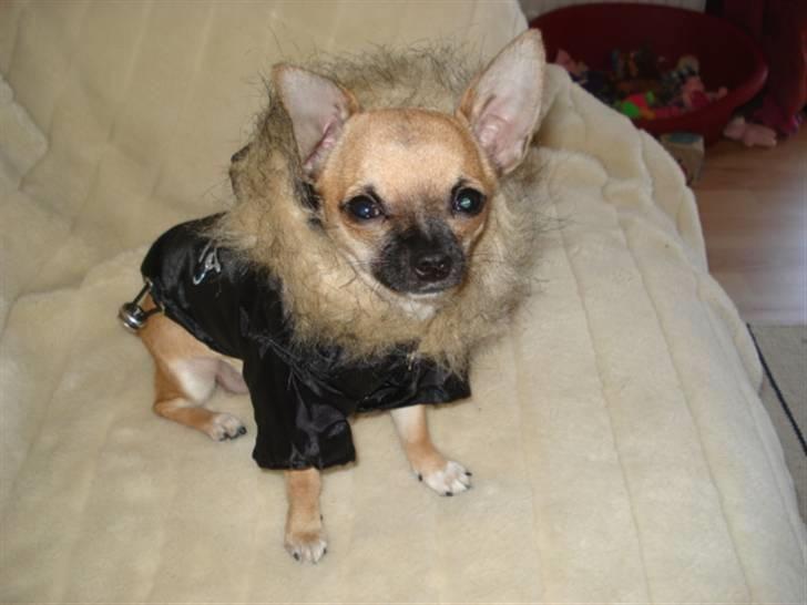 Chihuahua Mini - Denne frakke er lige så lækker som den grønterned. billede 8