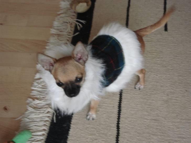 Chihuahua Mini - Kom så mor, nu er jeg klar til at gå tur i min nye frakke. billede 9