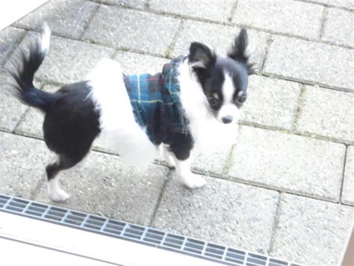 Chihuahua My - Se lige min nye varme frakke, min mor har købt til mig. billede 6