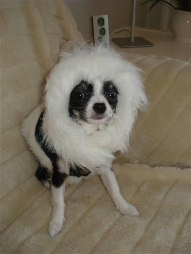 Chihuahua My - Nu kommer jeg ikke til at fryse om ørene, når det blæser. billede 7