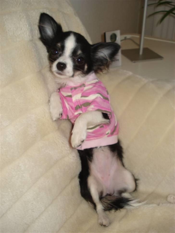 Chihuahua My - En super lækker camoflace bluse, rigtig lækker kvalitet. billede 8