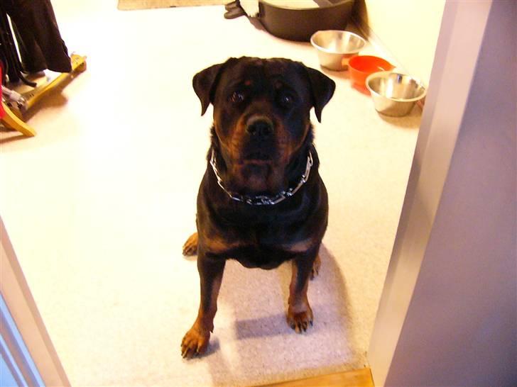 Rottweiler Tika - Oåmærksom, og vil vist gerne have noget Lonni står med i hånden billede 10