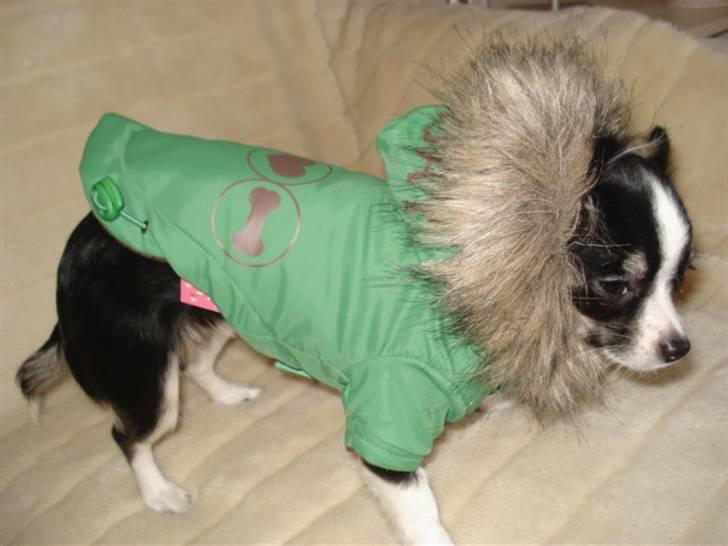 Chihuahua My - Jeg står model for en sød dame som hedder Sari, hun har en masse lækkert tøj til, i alle størrelser, og til næsten alle racer. billede 9