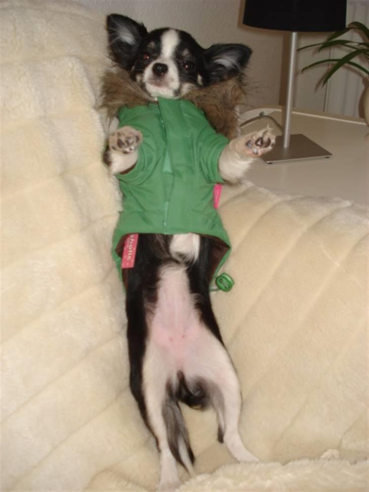 Chihuahua My - Her kan i se hvordan frakken skal lukkes med nemme tryk knapper. billede 10